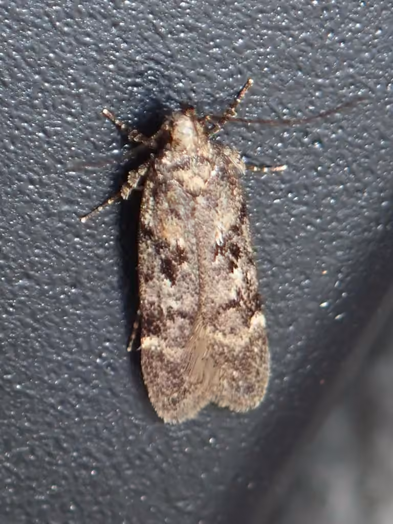 Leafroller, Adult