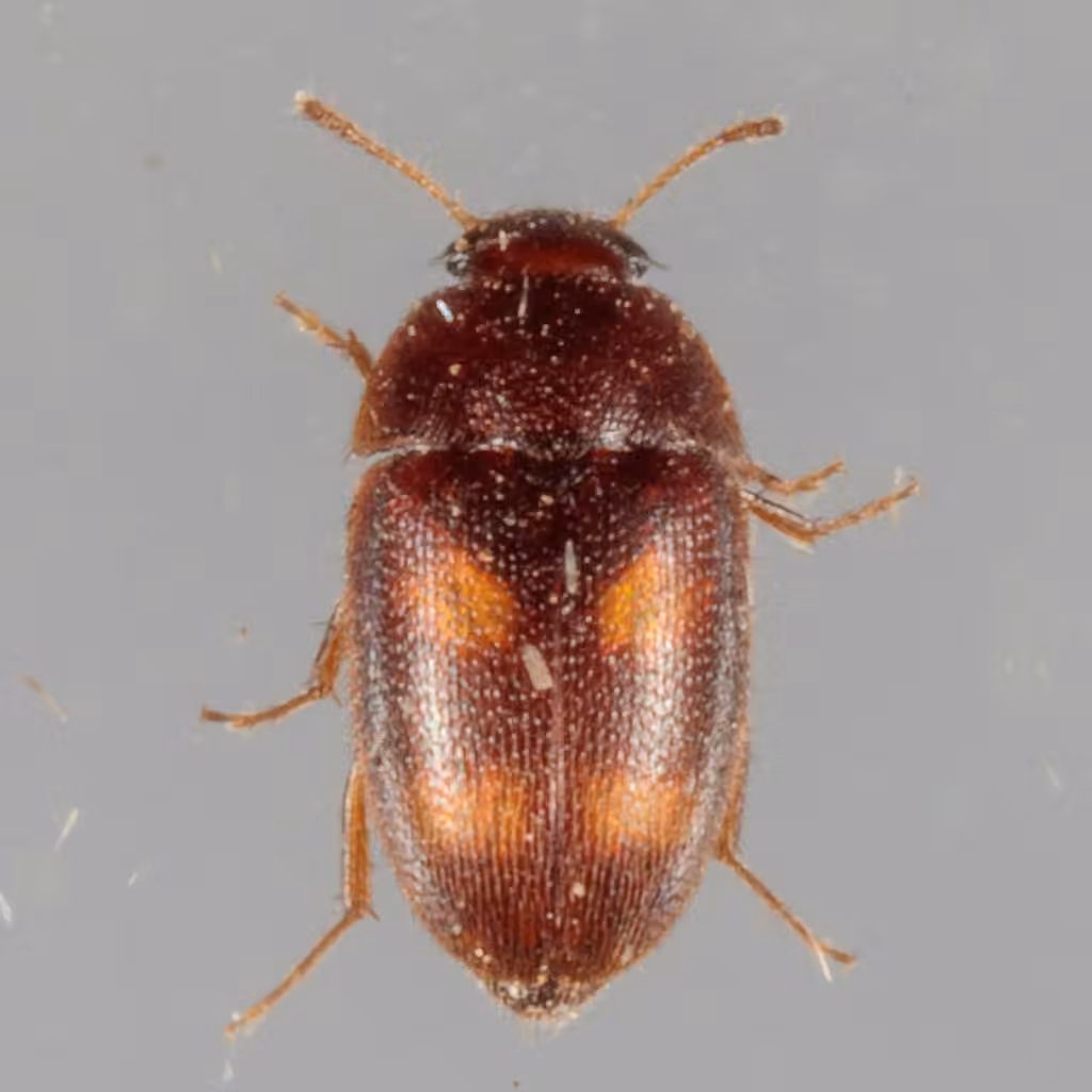 Four-spotted Hairy Fungus Beetle, photo 2 of 5