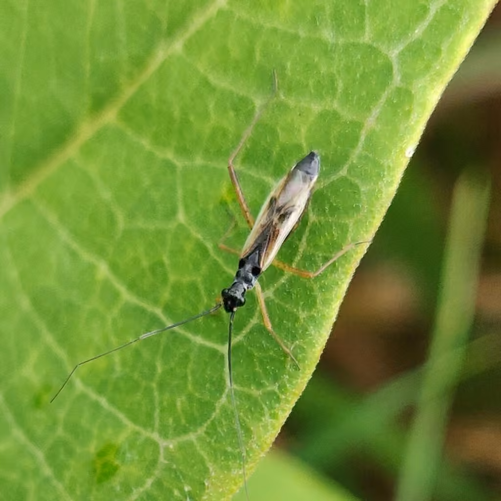 Collaria meilleurii, photo 3 sur 5