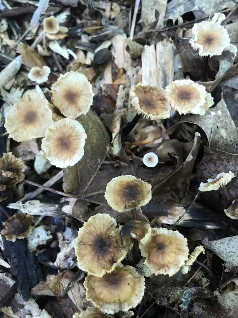 Gymnopus semihirtipes, photo 2 sur 5