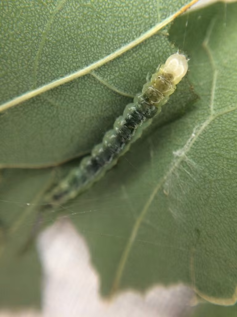 Splendid Palpita Moth, Caterpillar