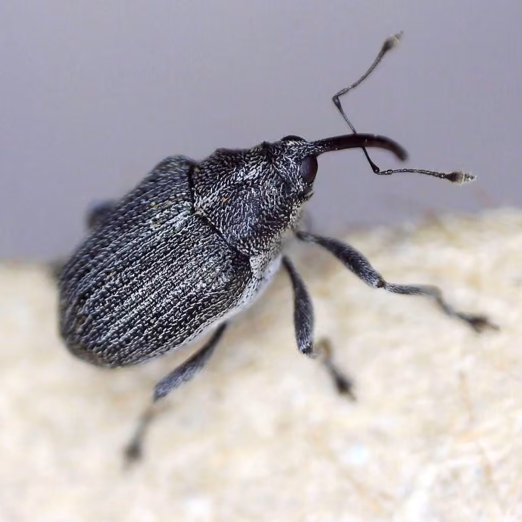 Cabbage seed Weevil, photo 2 of 5