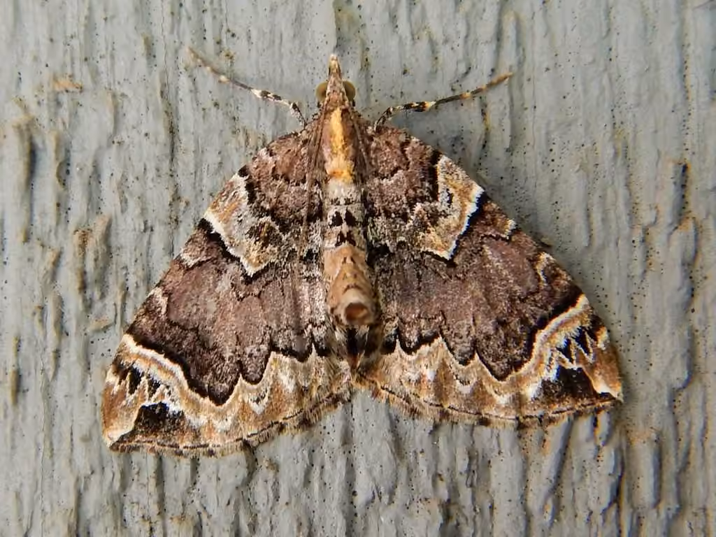 Serrated Eulithis Moth, Adult
