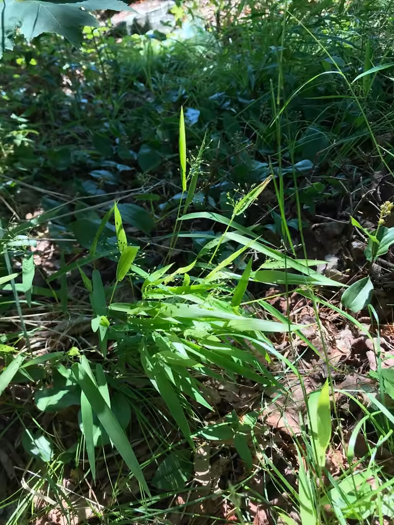 Northern panicgrass, In flower