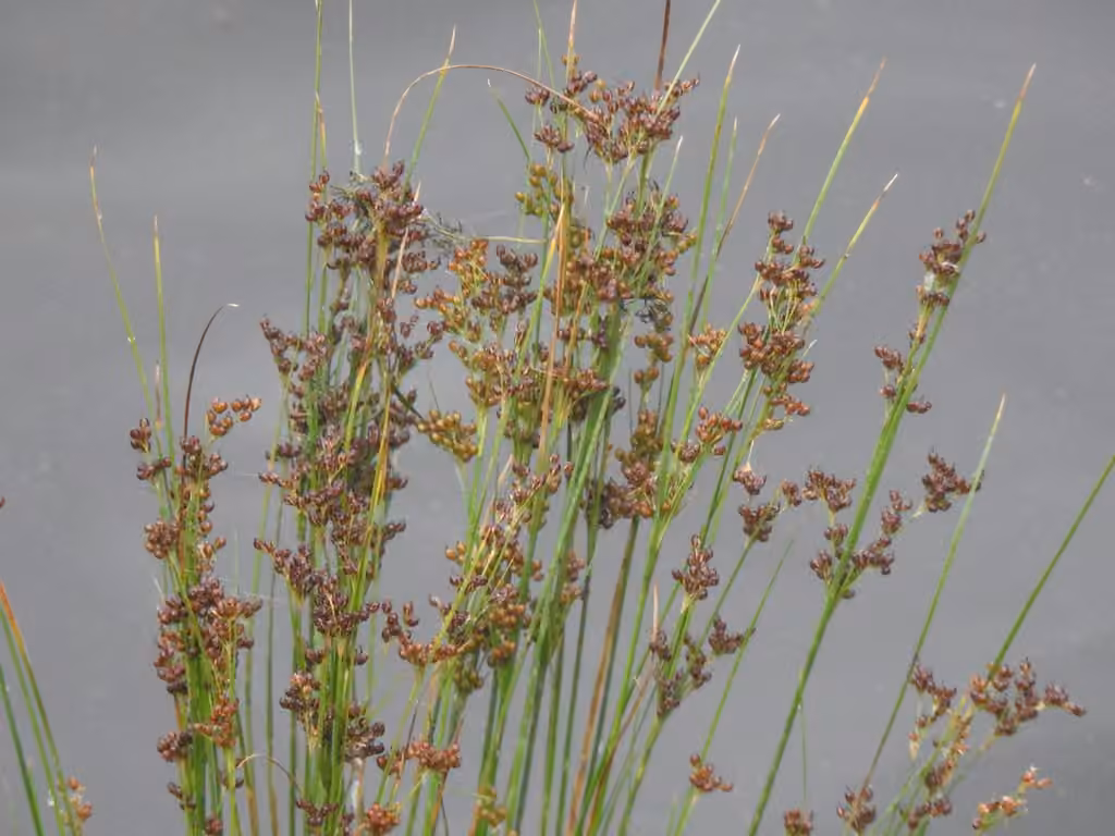 Roundfruit rush, In flower