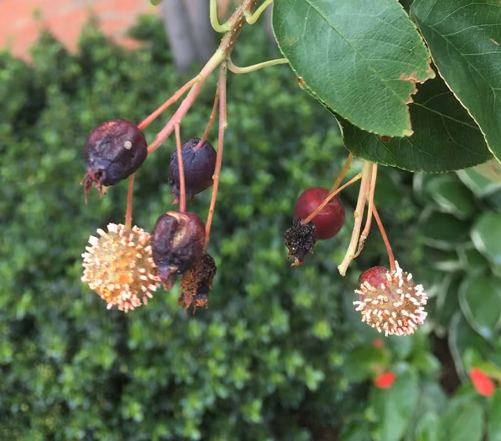 Cedar-Hawthorn Rust, photo 3 sur 5