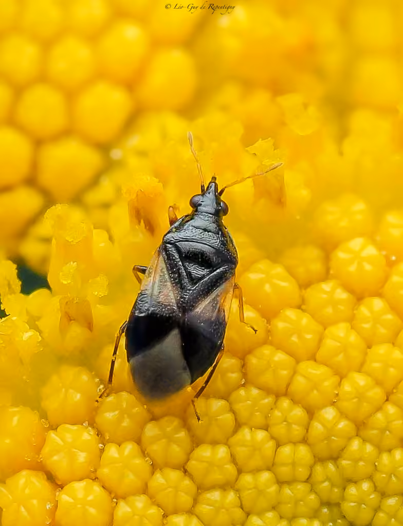 Minute Pirate Bug, Adult