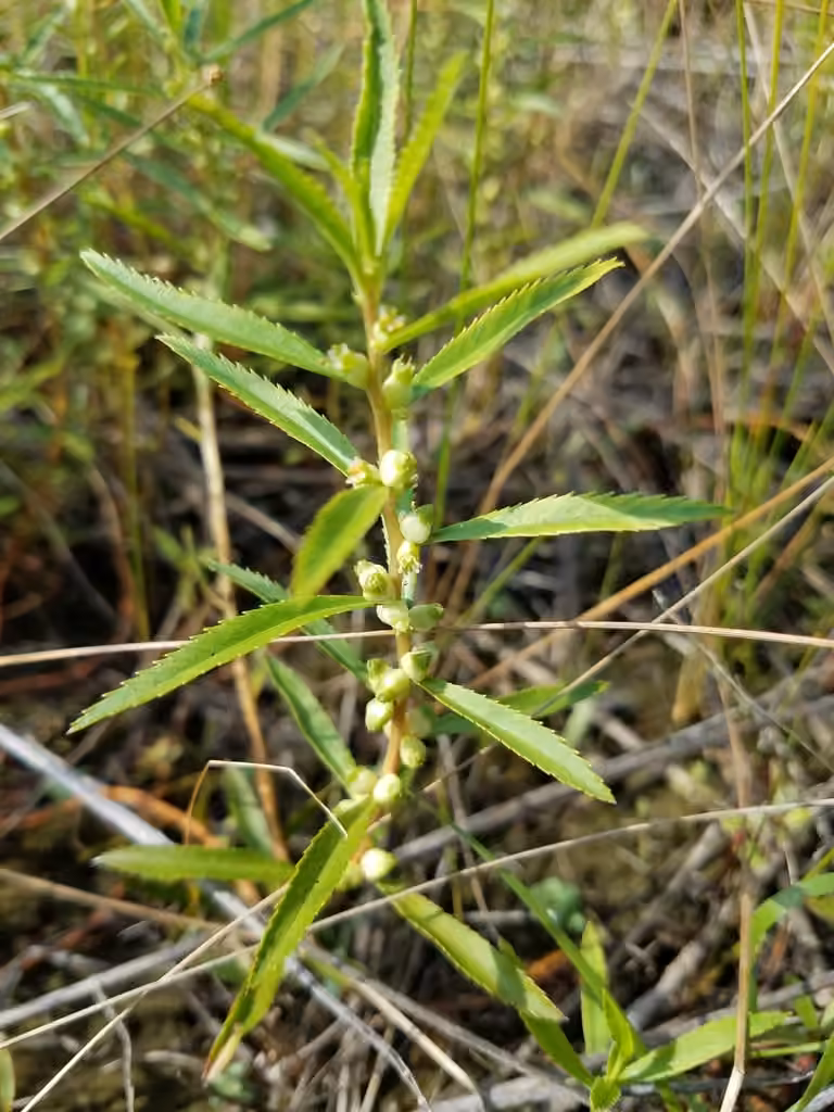 Marsh mermaid-weed, In flower