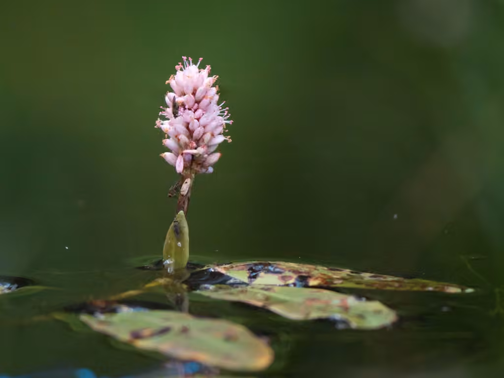 Water knotweed