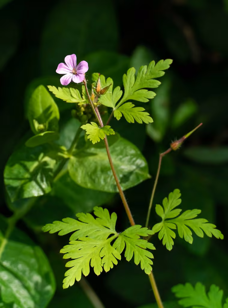 Robert's geranium, photo 3 of 5