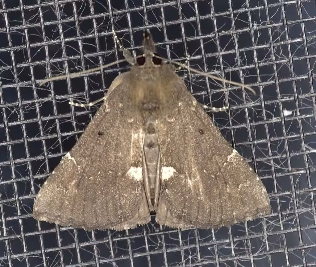 Dimorphic Snout, Male