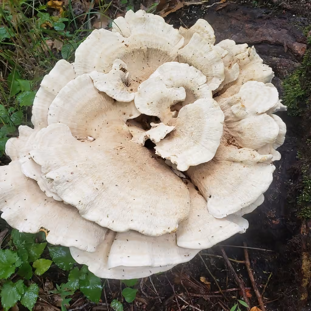 Berkeley's Polypore, photo 3 of 5