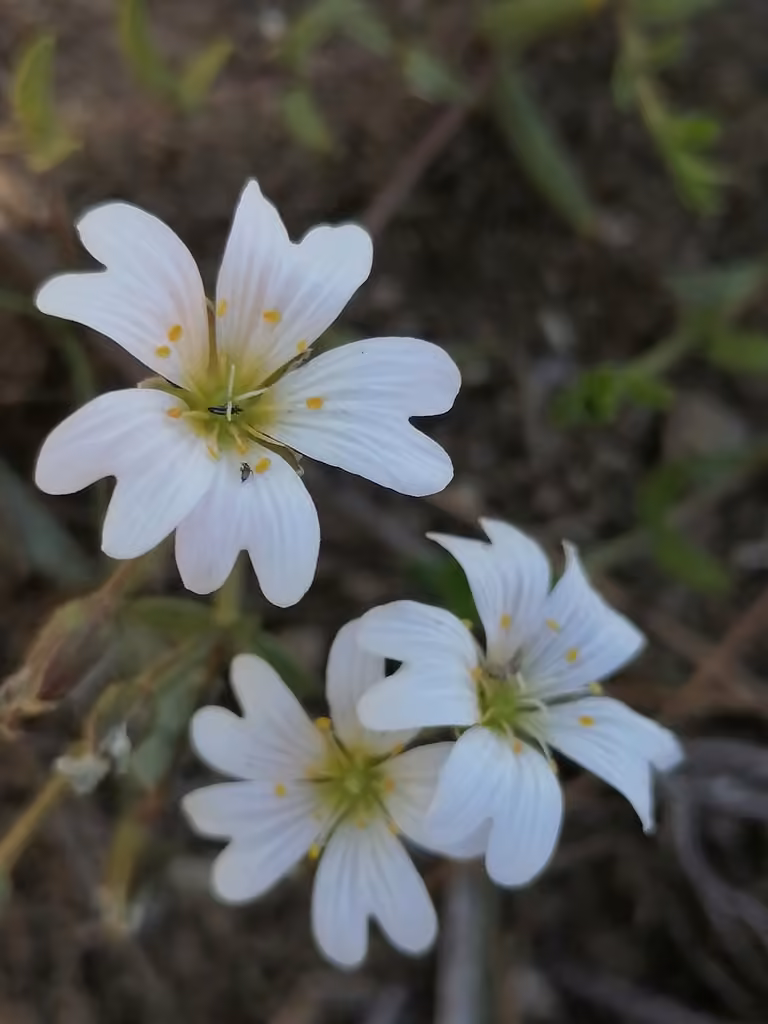 Starwort Mouse-ear, photo 1 of 5