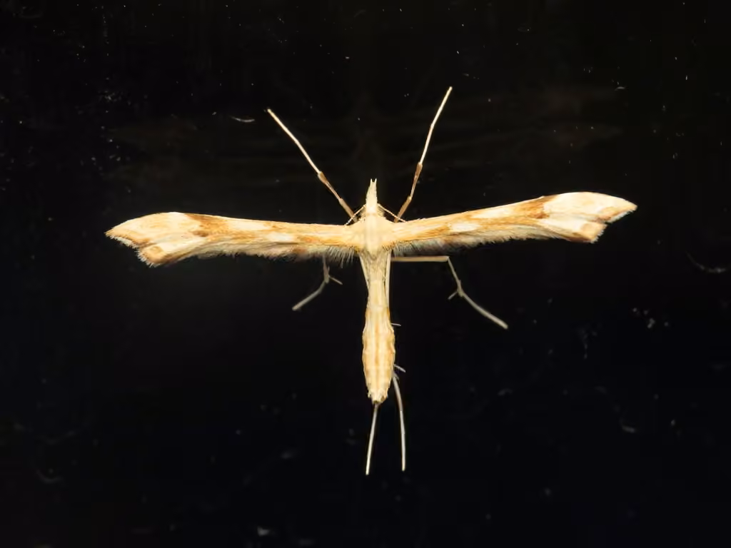 Yarrow Plume Moth
