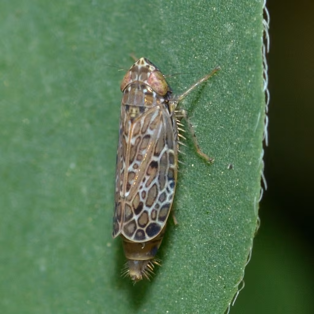 Polyamia weedi, photo 2 sur 5
