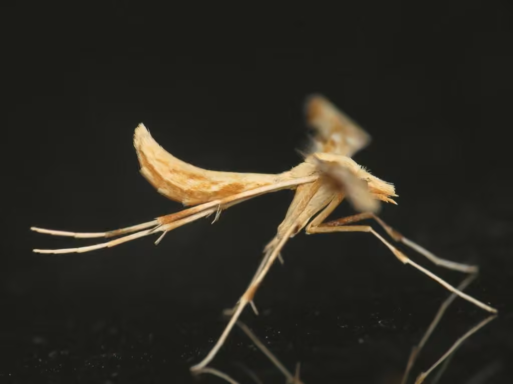 Yarrow Plume Moth, photo 3 sur 5