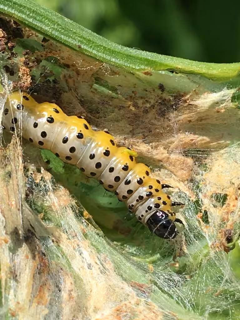 Parsnip Webworm, Caterpillar