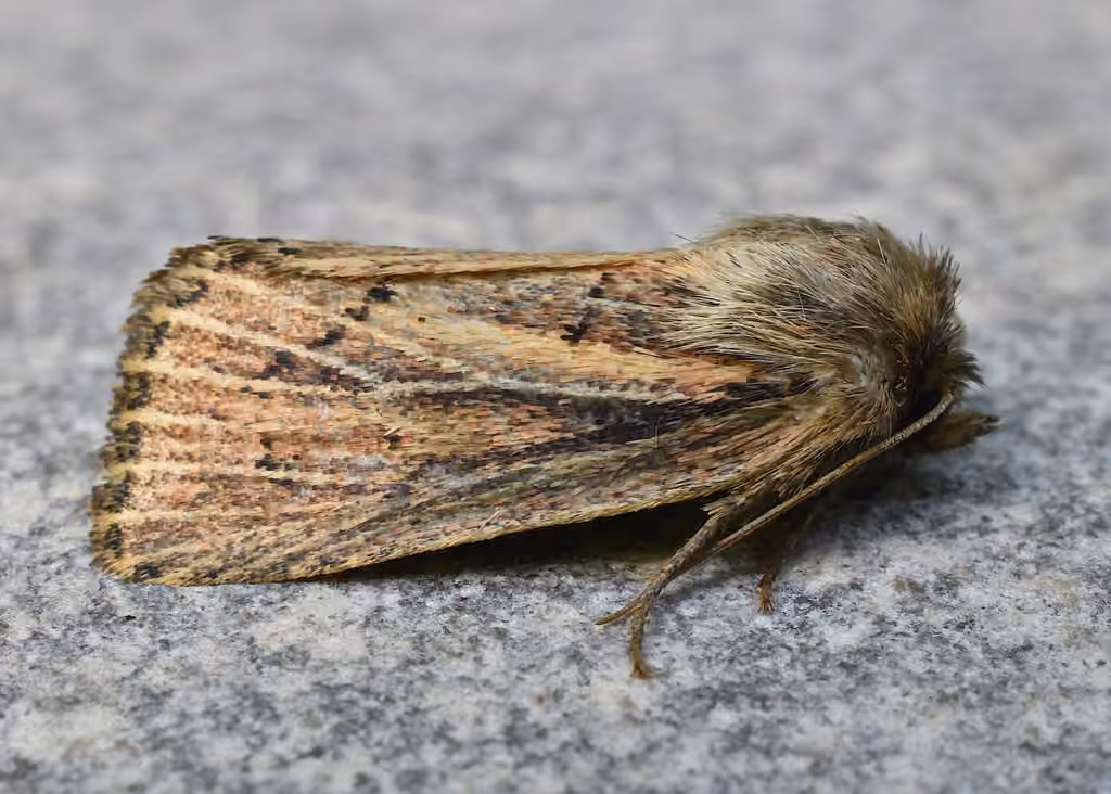 Tufted Sedge Moth, Adult