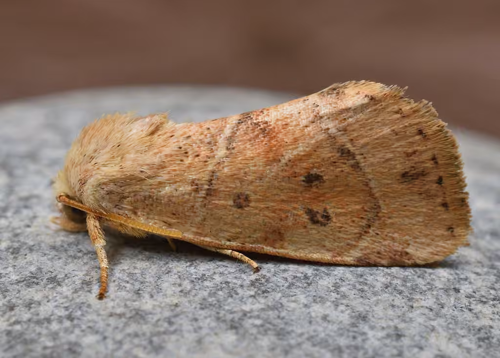 American Dun-bar Moth, photo 3 of 5