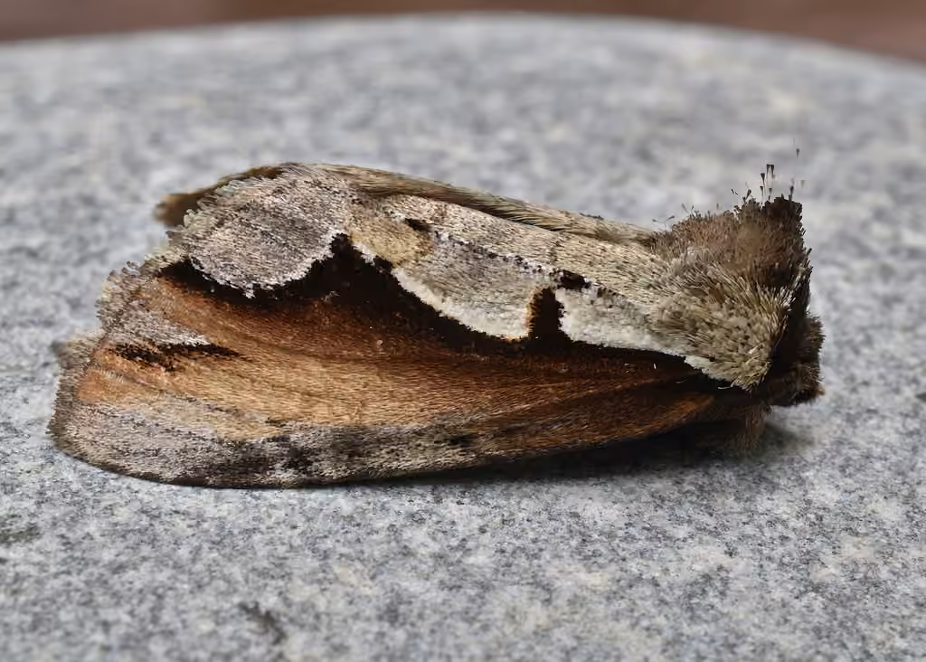 Double-toothed Prominent, photo 3 sur 5
