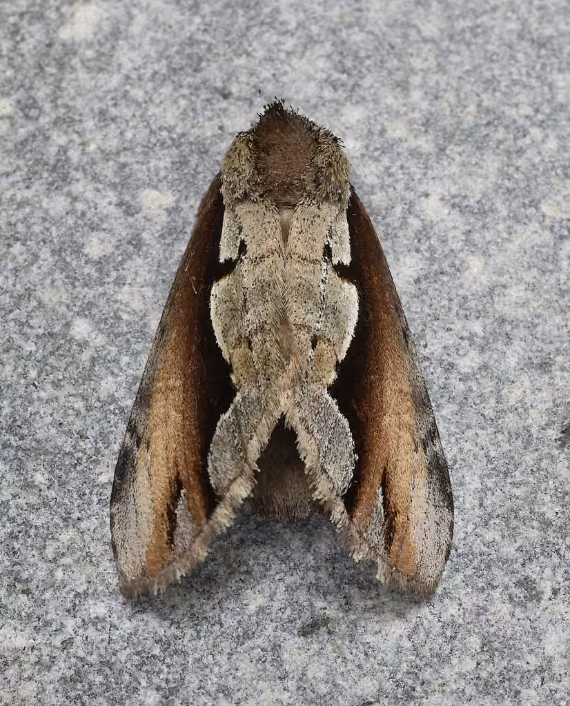 Double-toothed Prominent, photo 1 sur 5