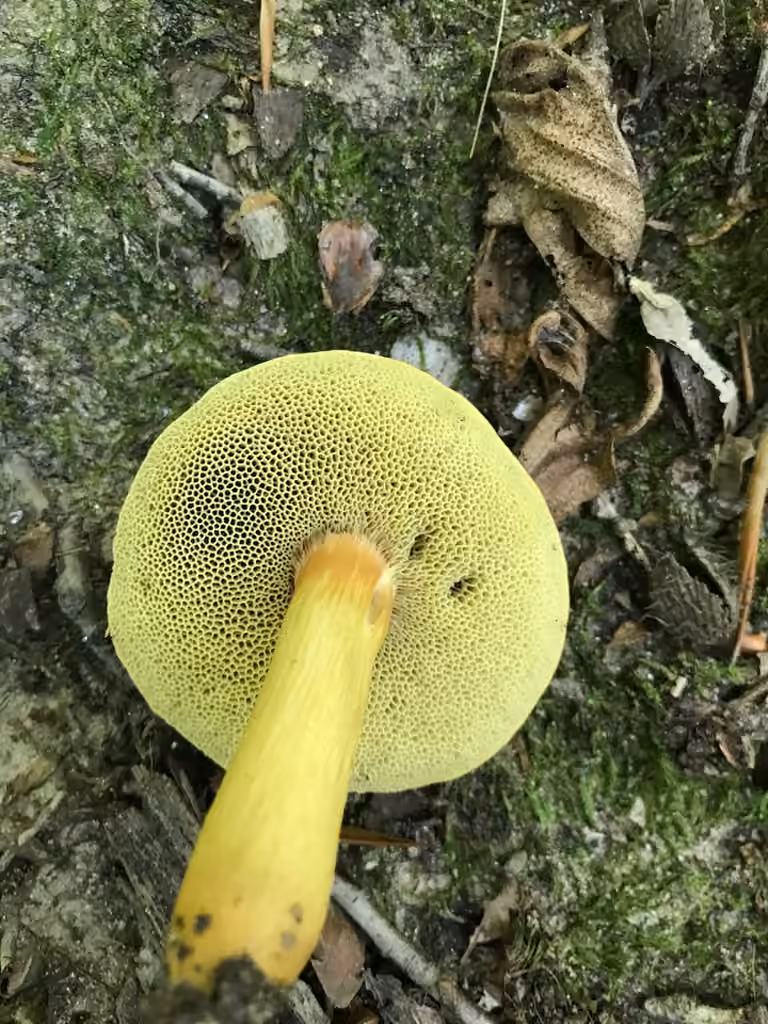 Roxane's bolete, photo 2 of 5