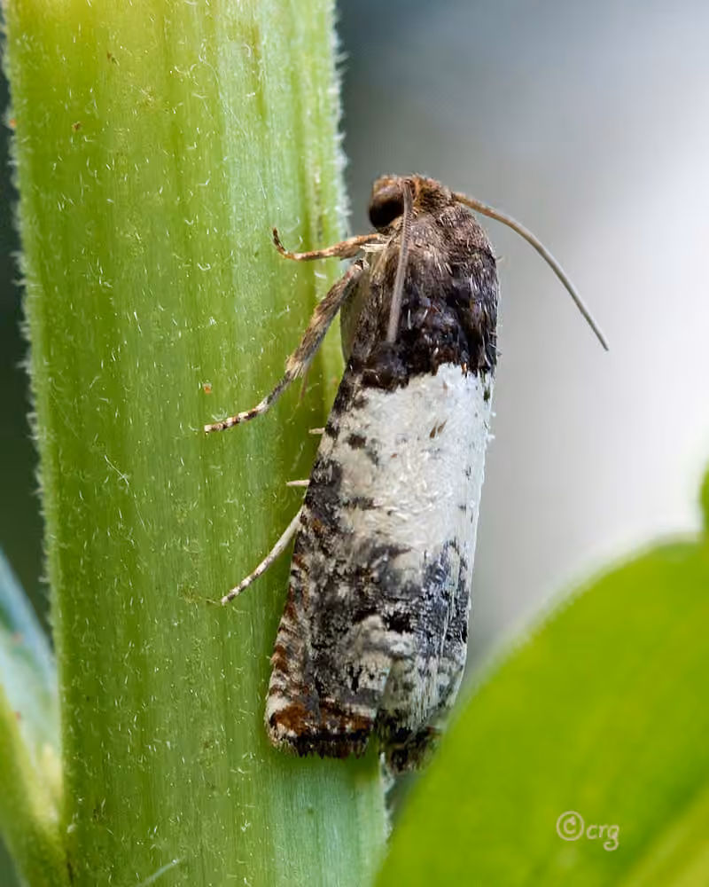 Goldenrod Gall Moth, photo 3 sur 5