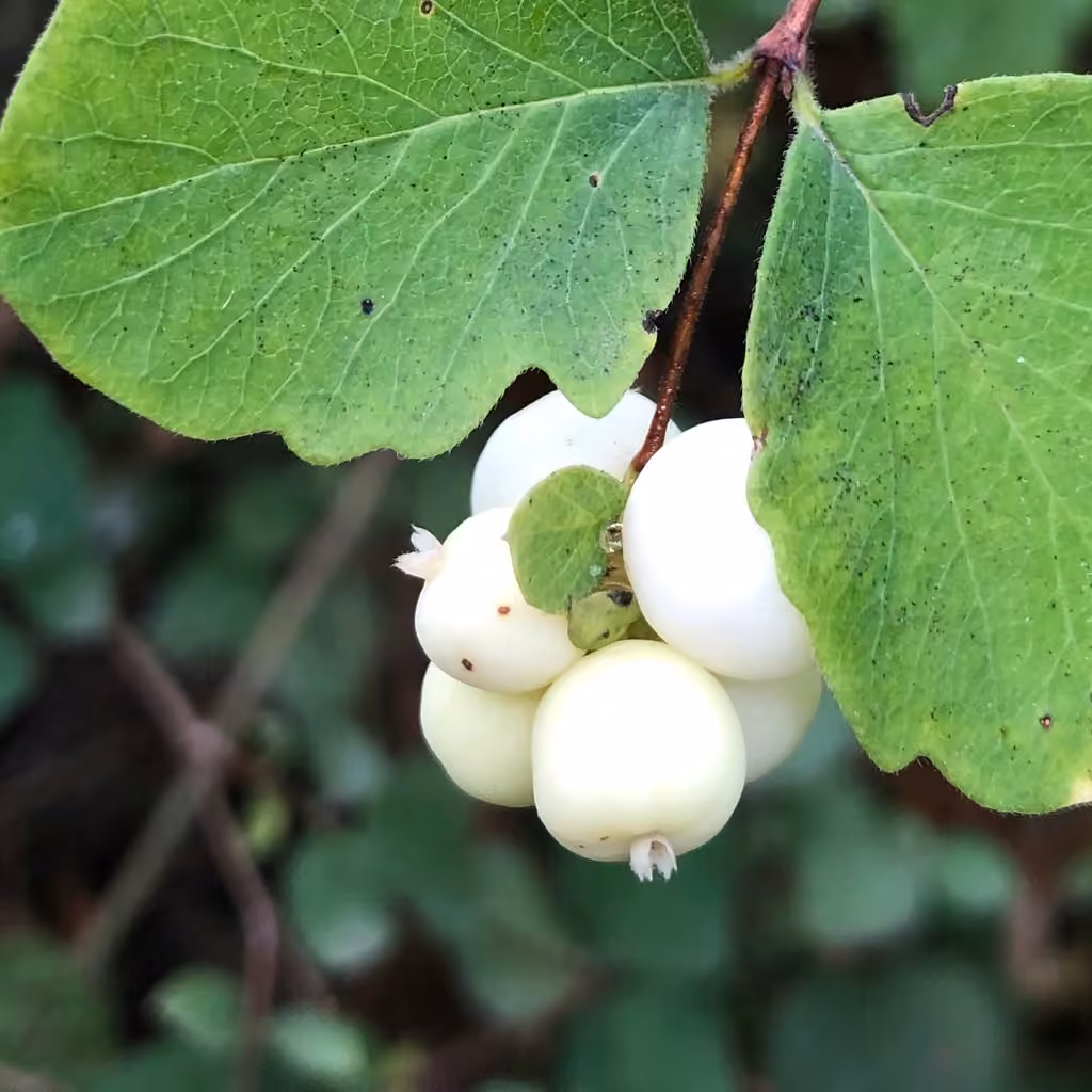 Common Snowberry