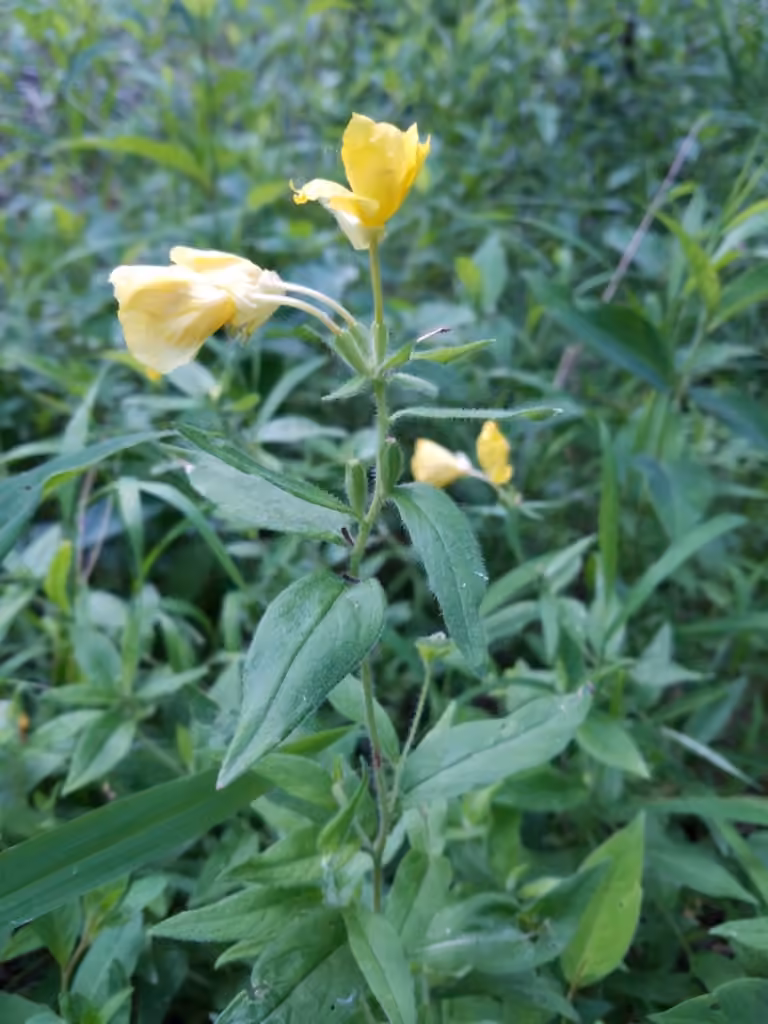 Meadow evening primrose, In fruit
