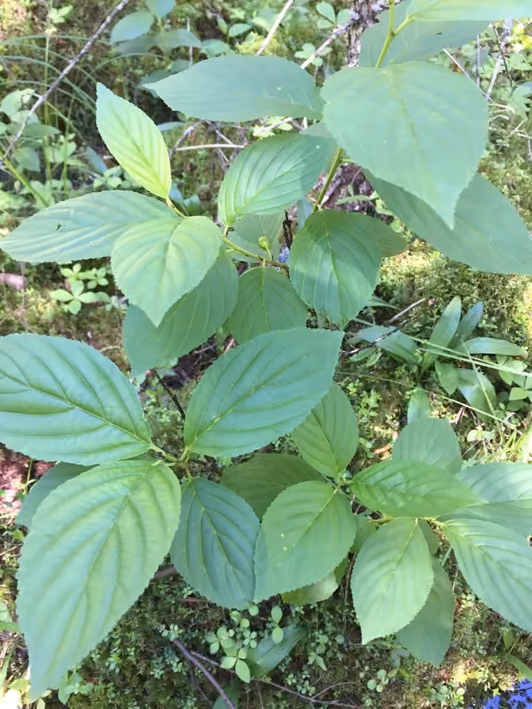Nerprun à feuilles d'aulne