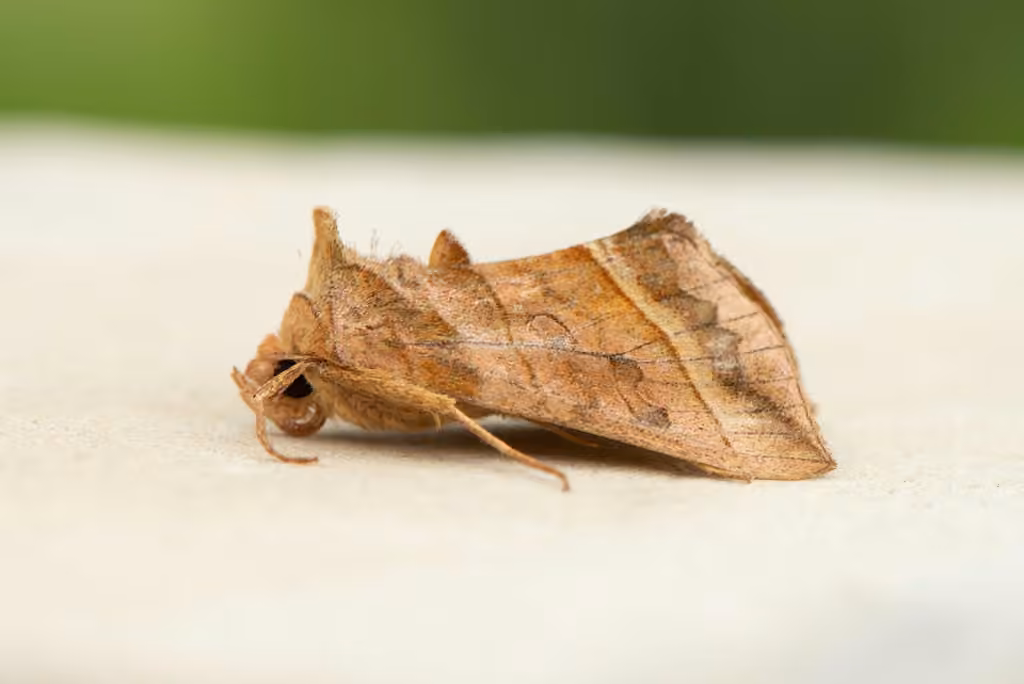 Dark-spotted Looper Moth, Adulte