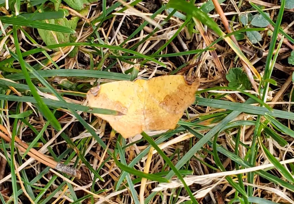 Variable Antepione Moth, Mâle