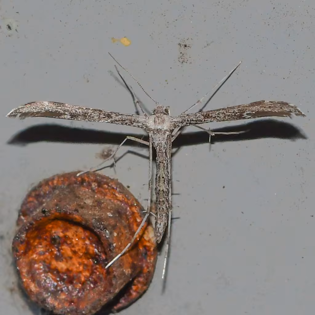 Black-marked Plume Moth, Adult male