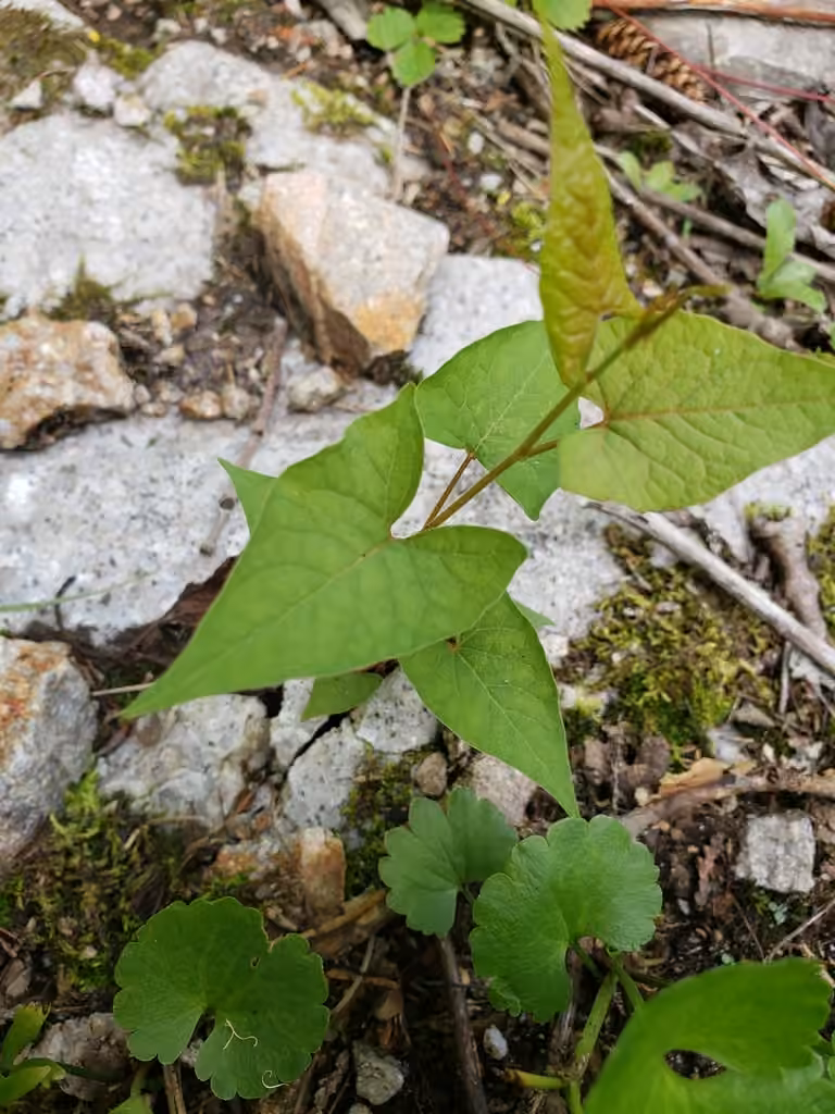 Renouée à noeuds ciliés, Sans fleurs ni fruits