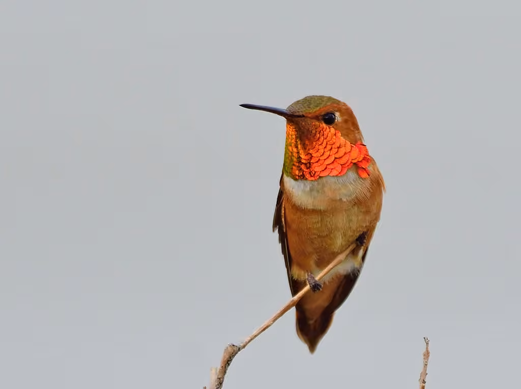 Rufous Hummingbird