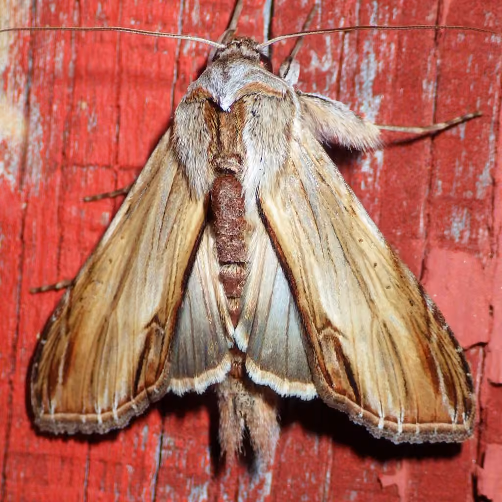 Noctuelle huppée de la verge d'or, Adulte