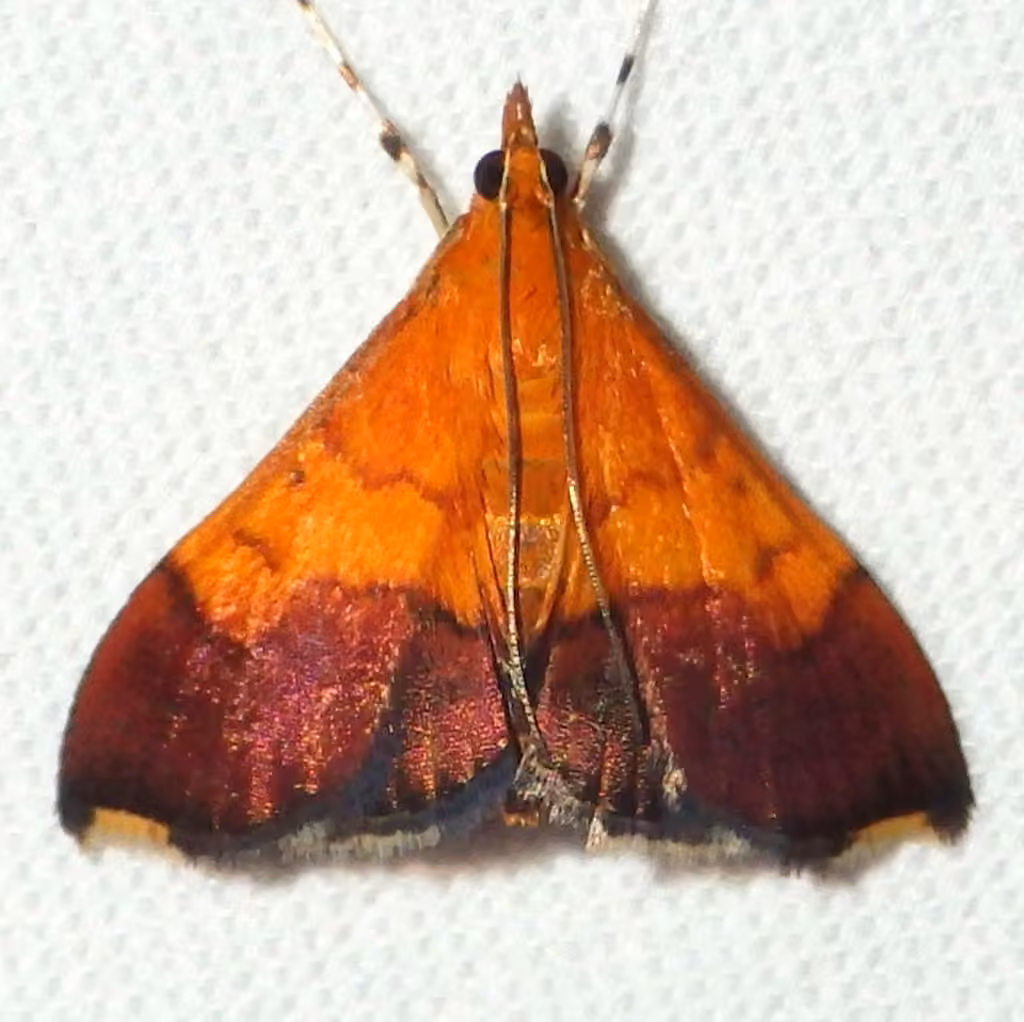 Bicolored Pyrausta Moth, Adult