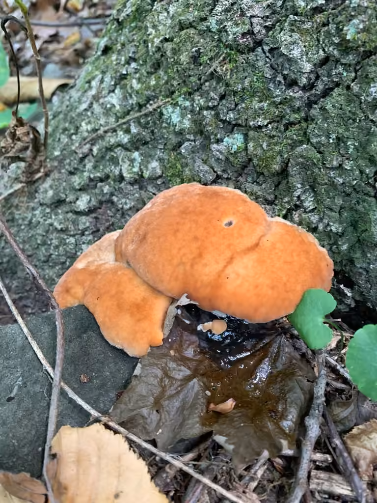 Green Cheese Polypore, photo 3 of 5