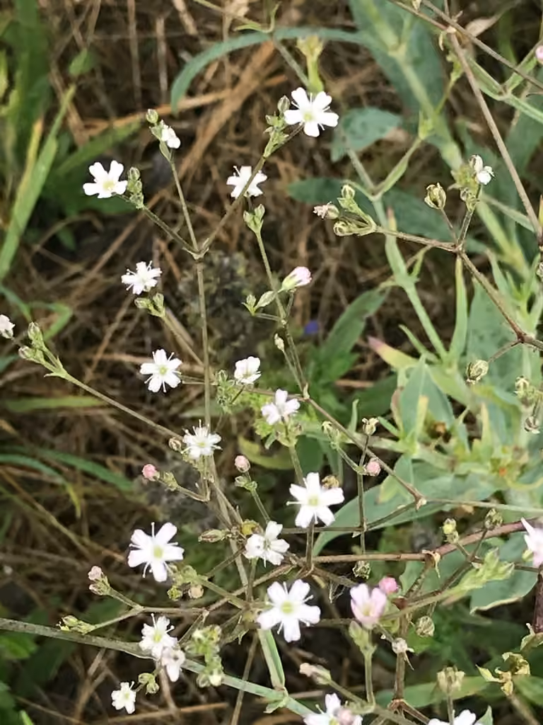 Garden baby's-breath, photo 1 of 5