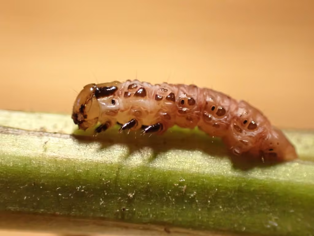 Columbine Borer Moth, Chenille