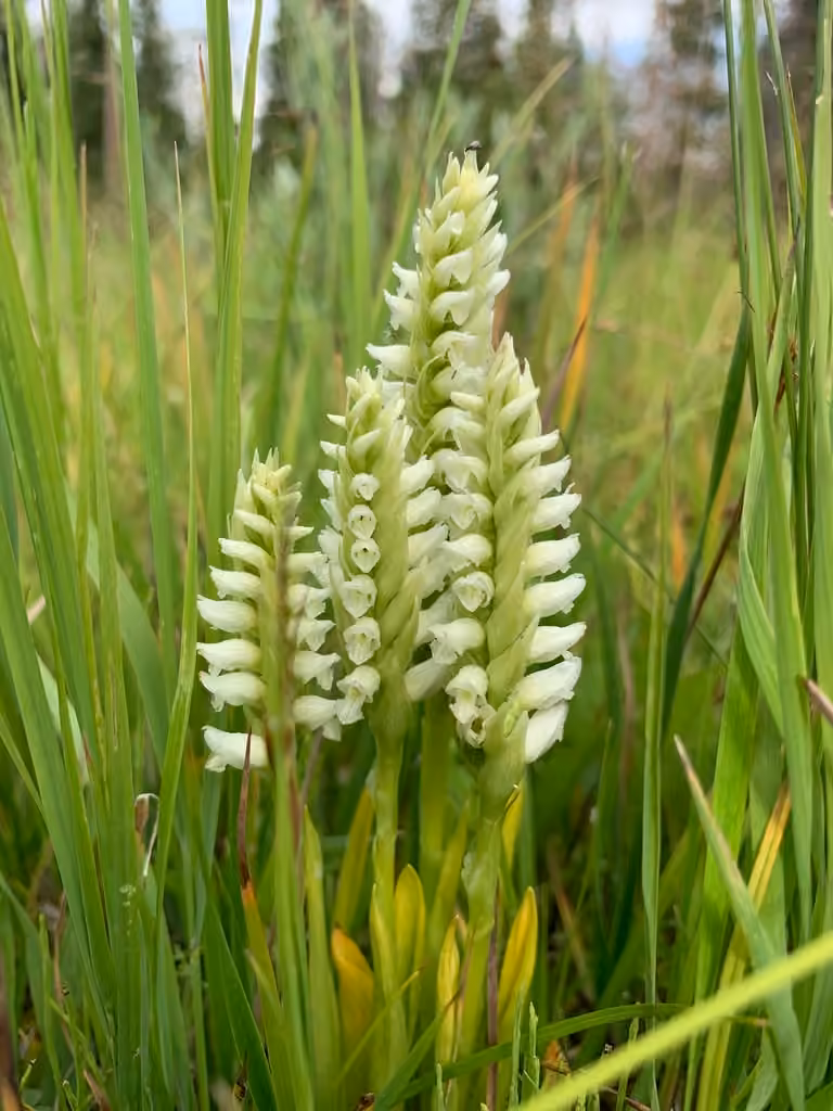 Hooded ladies'-tresses