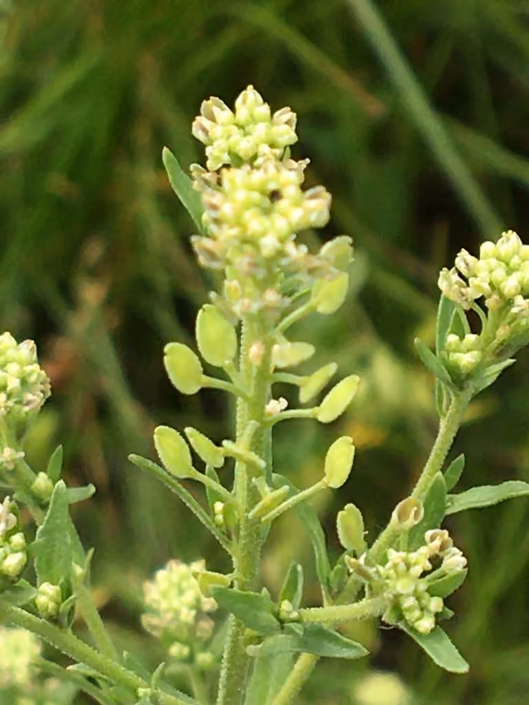 Manybranched pepperweed, In flower