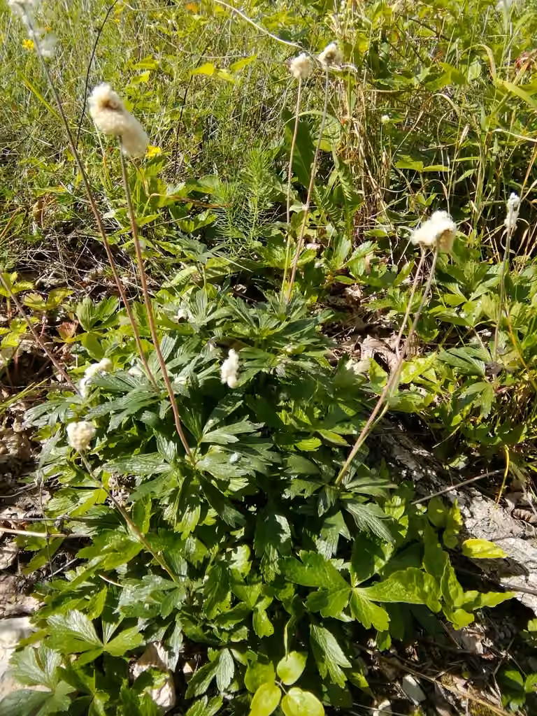 Anemone des forets, En fruits