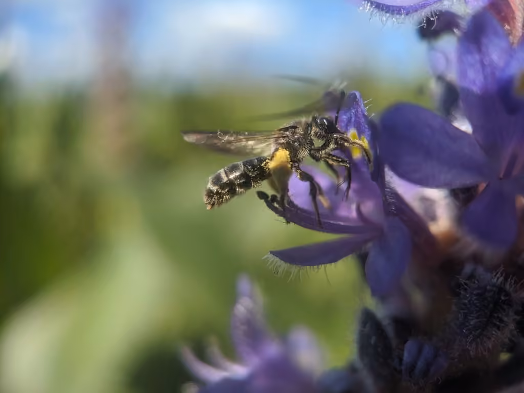 Pickerelweed Shortface, photo 1 of 5