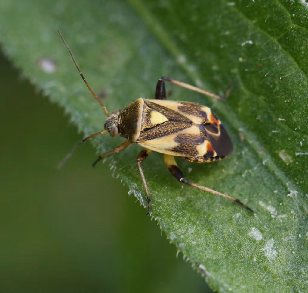 Plant bug, photo 2 of 5