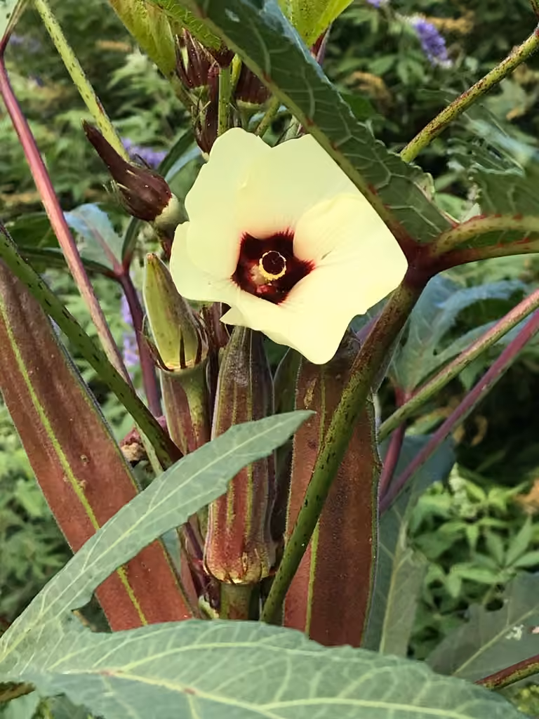 Okra, photo 1 of 5