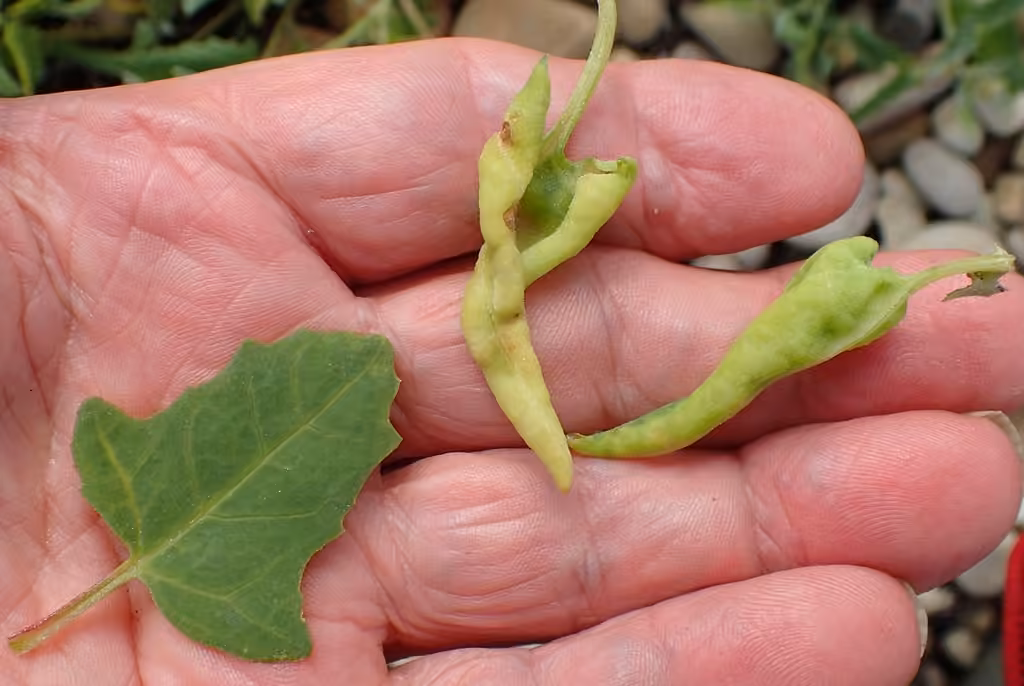 Chenopodium Aphid, photo 2 sur 5