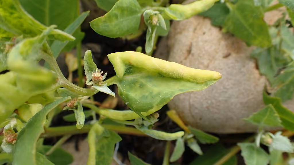 Chenopodium Aphid, photo 1 sur 5