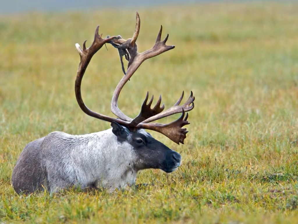 Caribou, photo 1 sur 5