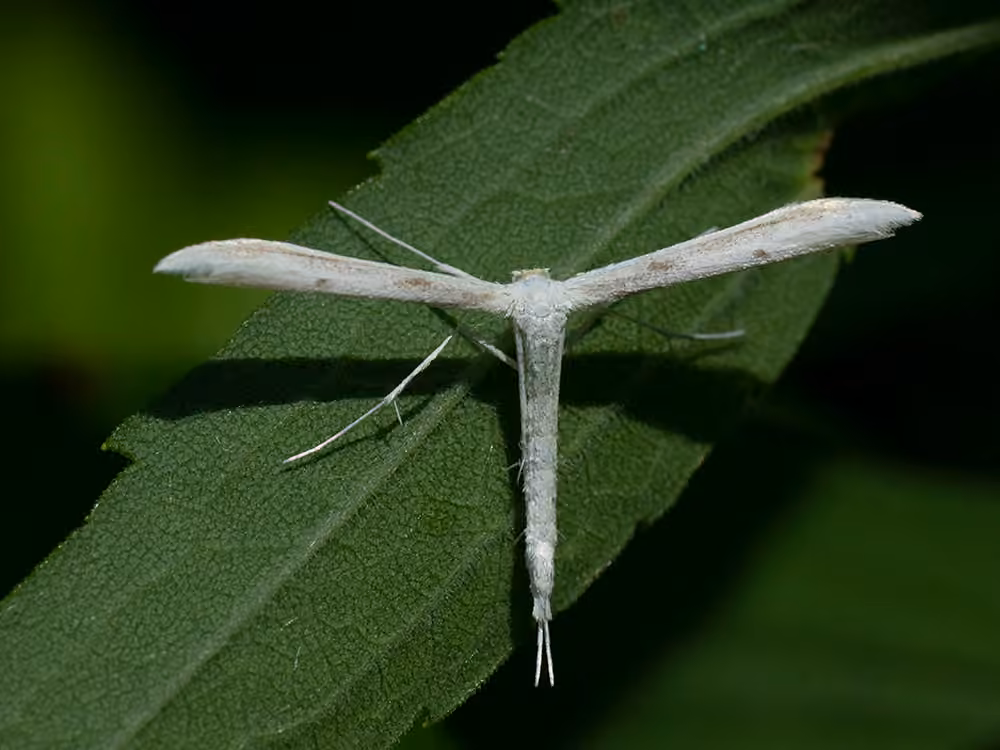Plain Plume Moth